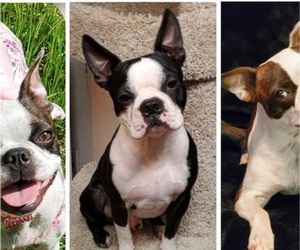 Father of the Boston Terrier puppies born on 05/13/2022