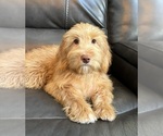 Small #3 Goldendoodle