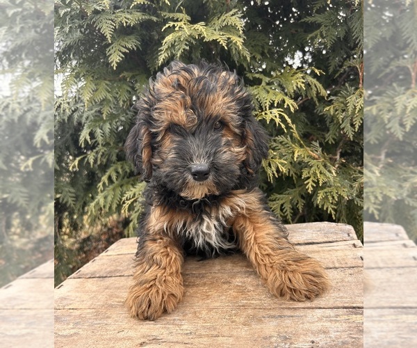 Medium Photo #1 Whoodle (Miniature) Puppy For Sale in MIDDLEBURY, IN, USA