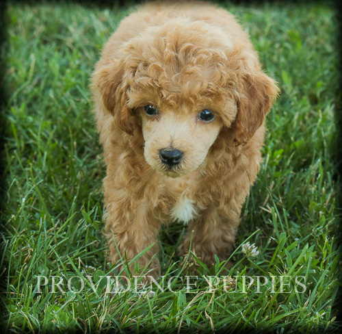 Medium Photo #8 Poodle (Miniature) Puppy For Sale in COPPOCK, IA, USA