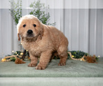 Small #2 Golden Retriever