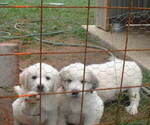 Small #2 Great Pyrenees