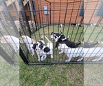 Image preview for Ad Listing. Nickname: Litter of 12