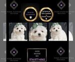 Puppy Aster Maltese
