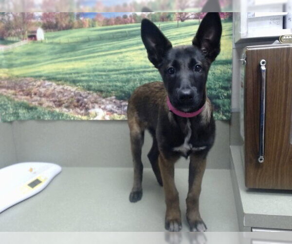 Medium Photo #1 Mutt Puppy For Sale in Moreno Valley, CA, USA