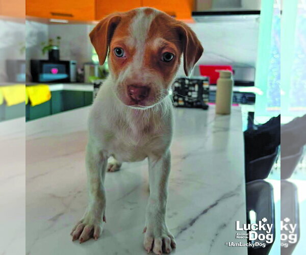 Medium Photo #1 Mutt Puppy For Sale in Washington, DC, USA