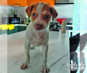 Mutt Dogs for adoption in Washington, DC, USA