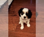 Puppy Gimli Cavachon-Cavalier King Charles Spaniel Mix