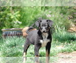 Small #2 Collie Mix