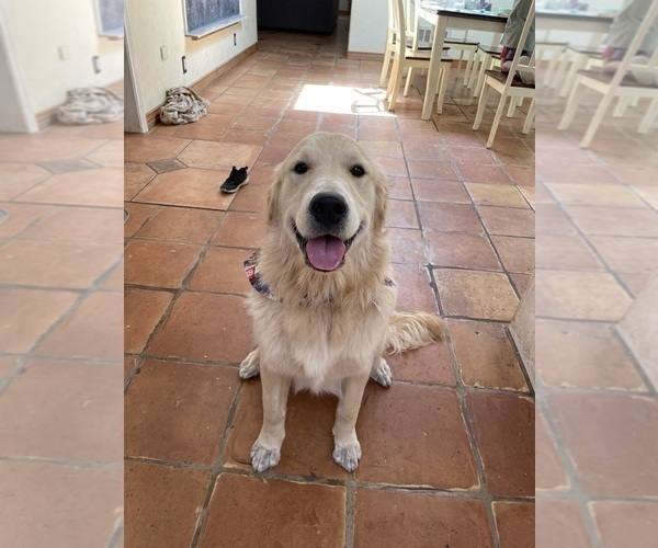 Medium Photo #1 Goldendoodle Puppy For Sale in VALLEY CENTER, CA, USA