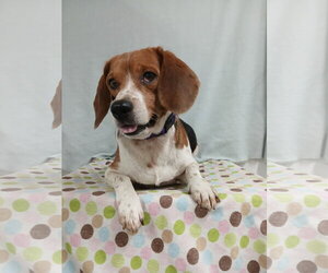 Pixie *Available Soon* - Female Beagle Dog for Adoption - Photo #11