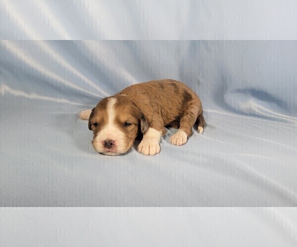 Medium Photo #4 Bernedoodle (Miniature) Puppy For Sale in BLACK FOREST, CO, USA