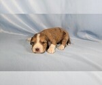 Small #3 Bernedoodle (Miniature)