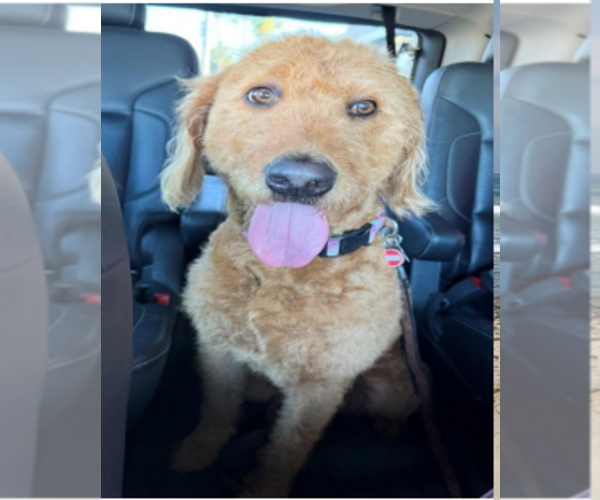 Medium Photo #1 Labradoodle Puppy For Sale in ESCONDIDO, CA, USA