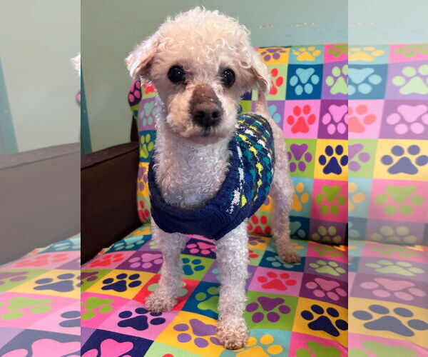 Medium Photo #7 Poodle (Miniature) Puppy For Sale in Pacolet, SC, USA