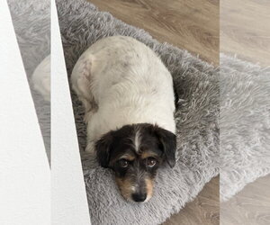 COURTESY POST: Roscoe - Male Jack Russell Terrier-Unknown Mix Dog for Adoption - Photo #2