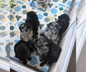 Schnoodle (Giant) Litter for sale in MINNEAPOLIS, MN, USA