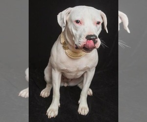 Thia - Female American Pit Bull Terrier-Unknown Mix Dog for Adoption - Photo #4