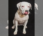 Small #3 American Pit Bull Terrier Mix