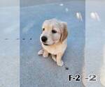 Small Photo #8 English Cream Golden Retriever Puppy For Sale in GARDENA, CA, USA