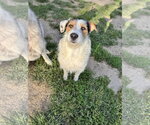 Small Photo #3 Mutt Puppy For Sale in Kankakee, IL, USA