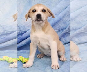 Labsky Dogs for adoption in Wetumpka, AL, USA