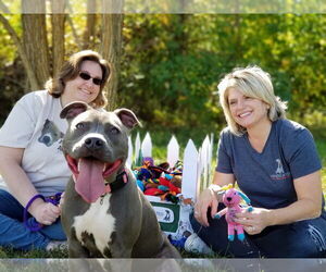 Faith - Female American Pit Bull Terrier Dog for Adoption - Photo #2