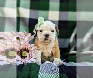 Olde English Bulldogge Puppy for sale in OXFORD, PA, USA