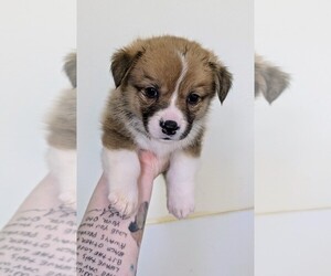 Pembroke Welsh Corgi Puppy for sale in VANCOUVER, WA, USA