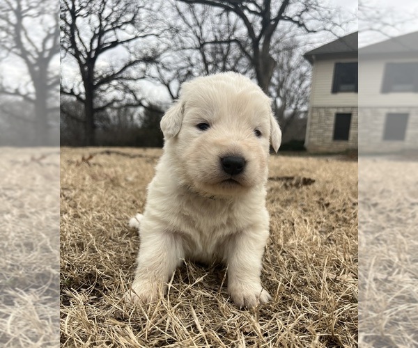 Medium Photo #2 Maremma Sheepdog Puppy For Sale in LECOMPTON, KS, USA