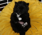 Small Photo #1 Pomeranian Puppy For Sale in COLUMBIA, MO, USA
