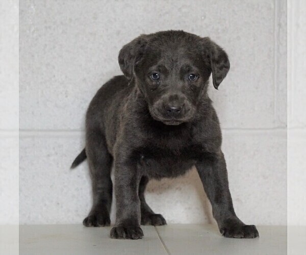 Medium Photo #2 Labrador Retriever Puppy For Sale in FREDERICKSBG, OH, USA