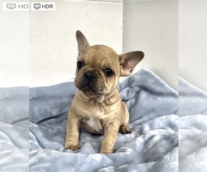 French Bulldog Puppy for sale in EDWARDSBURG, MI, USA
