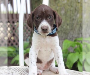 German Shorthaired Pointer Puppy for sale in NARVON, PA, USA