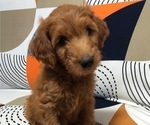 Small Photo #2 Goldendoodle Puppy For Sale in RANCHO CUCAMONGA, CA, USA