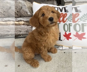 Goldendoodle (Miniature) Puppy for sale in FRANKLIN, IN, USA