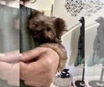 Small #4 Maltipoo