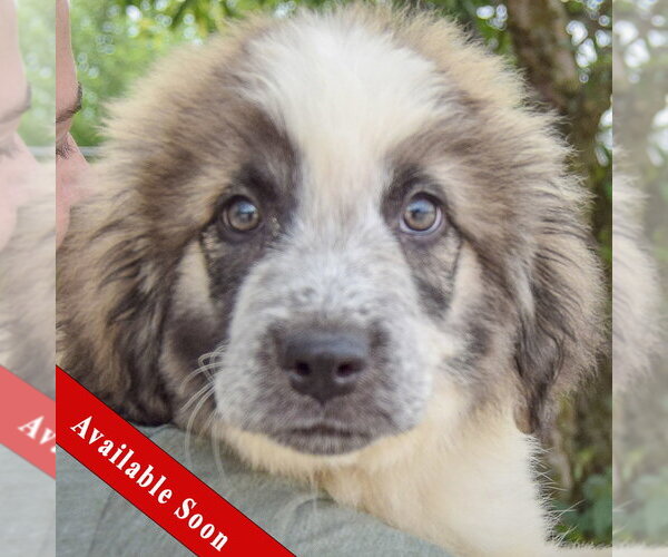 Medium Photo #1 Collie-Great Pyrenees Mix Puppy For Sale in Huntley, IL, USA
