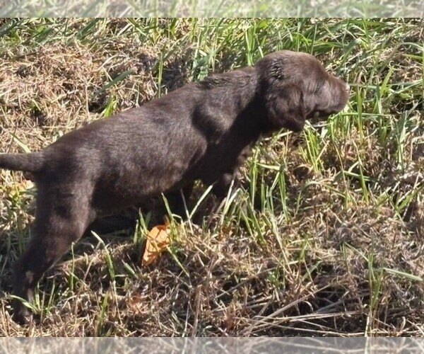 Medium Photo #1 Labrador Retriever Puppy For Sale in OMAHA, NE, USA