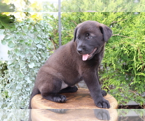 Akita-Labrador Retriever Mix Puppy for sale in SHILOH, OH, USA
