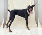 Small #1 Doberman Pinscher