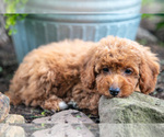 Small #4 Poodle (Miniature)