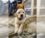 Small #3 English Cream Golden Retriever