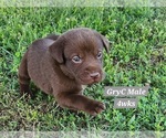 Small Photo #15 Labrador Retriever Puppy For Sale in EDGEWOOD, TX, USA