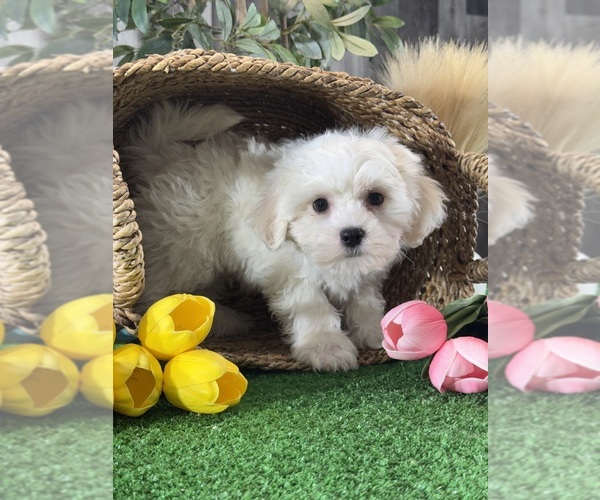Medium Photo #5 La-Chon Puppy For Sale in CANOGA, NY, USA