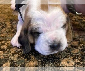 Basset Hound Puppy for sale in CHEYENNE, WY, USA