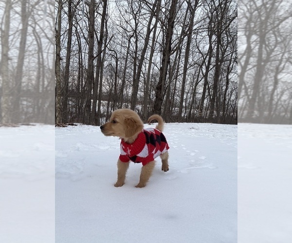 Medium Photo #3 Golden Retriever Puppy For Sale in MADISON, NC, USA