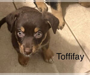 Doxie-Pin Dogs for adoption in Amarillo, TX, USA
