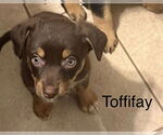 Small Doxie-Pin