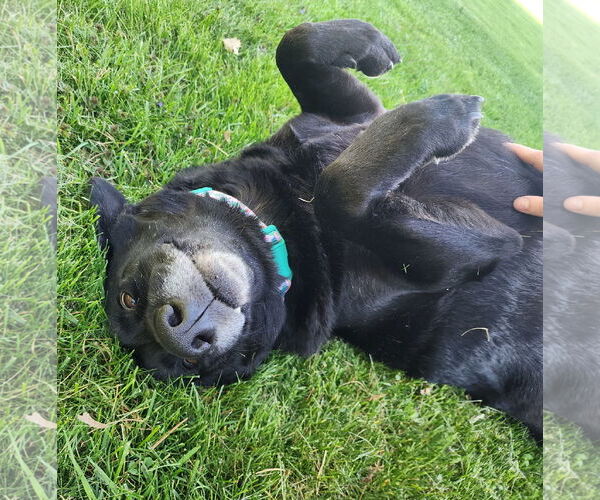 Medium Photo #2 Labrador Retriever-Unknown Mix Puppy For Sale in Brooklyn Center, MN, USA